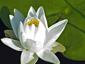 Water Lilly Photograph